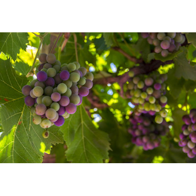 Vine - Wrapped Canvas Print