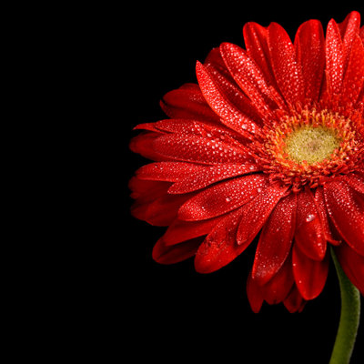 Red Gerbera par Mary Waterlooo - Photographie sur toile tendue