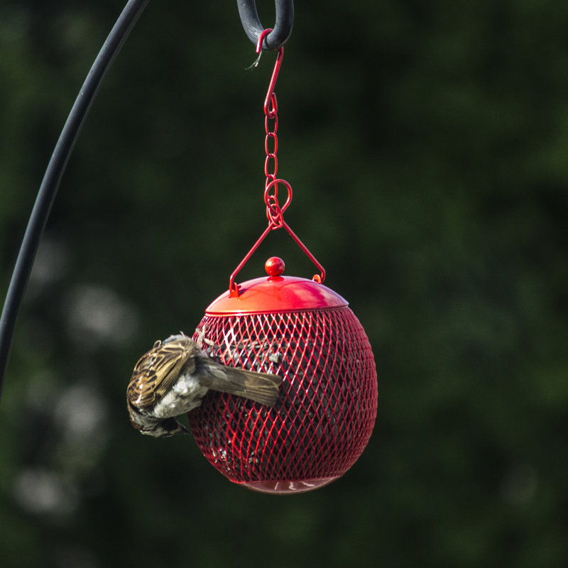 Mangeoire d'oiseaux à suif et à trémie