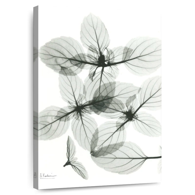 Harnek Basil I, 24" H x 16" W