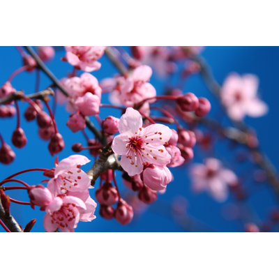 " Cherry Blossom Tree " by Hannamariah