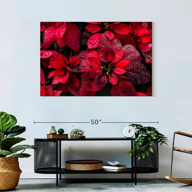 Harnek Dewy Poinsettia, H 30 po x l 45 po