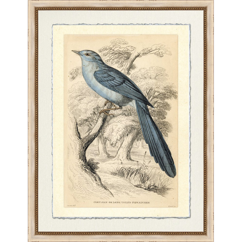 Long - Tailed Fly Catcher Framed Print