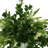 Budding Hydrangeas and Boxwoods in Ceramic Vase