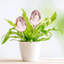 Ensemble de 4 ampoules en plastique pour arroser les plantes, tulipes roses pour arroser les plantes