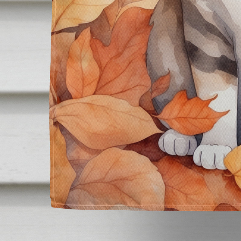Chat en feuilles d'automne, Scottish Fold