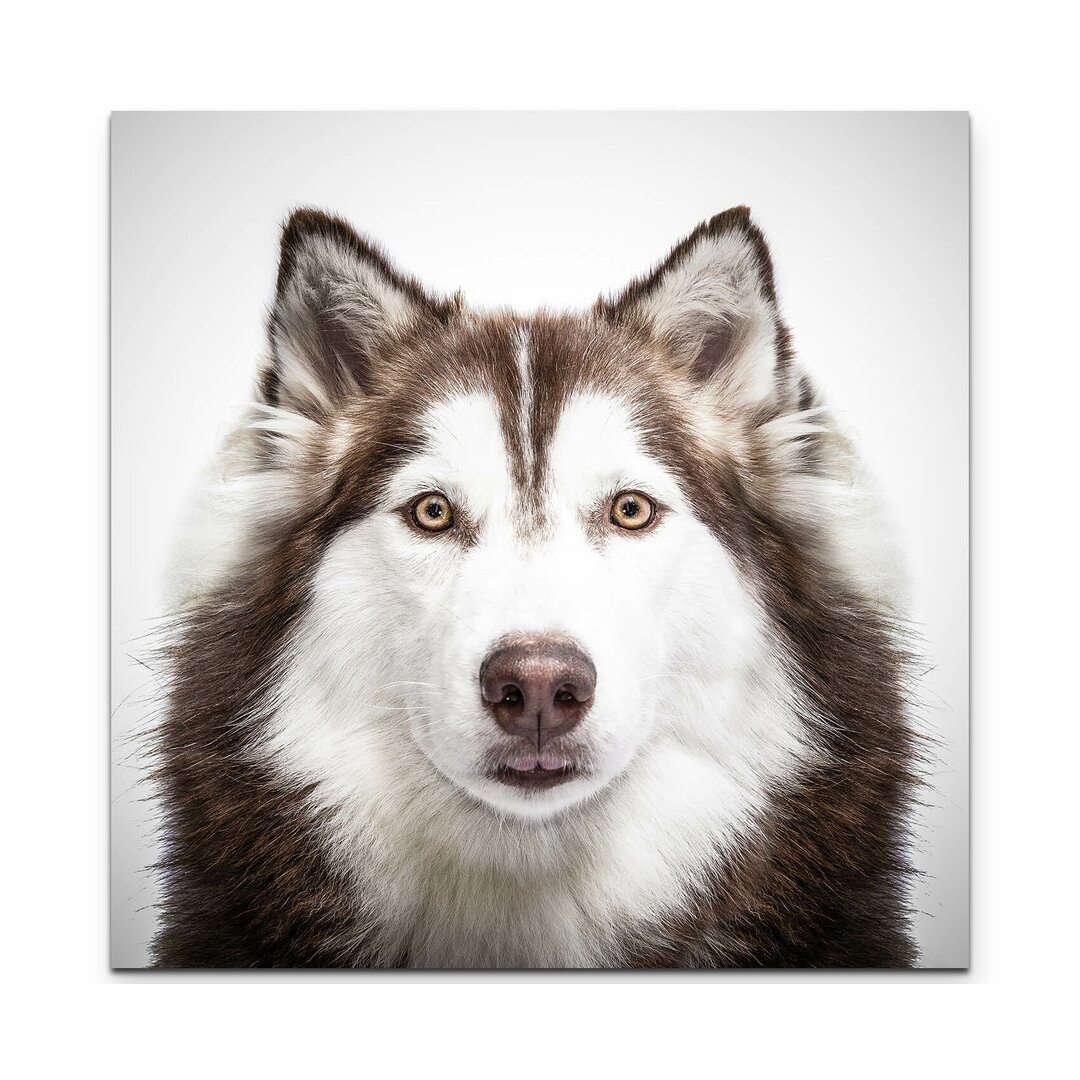 Leinwandbild Portrait eines sibirischen Husky