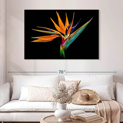 Harnek Strelitzia particulier