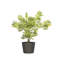 Vrej Fibreglass Planter-14486253-27789006