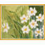 Fleur Blanche Print by Paule Marrot-62646849-62646850
