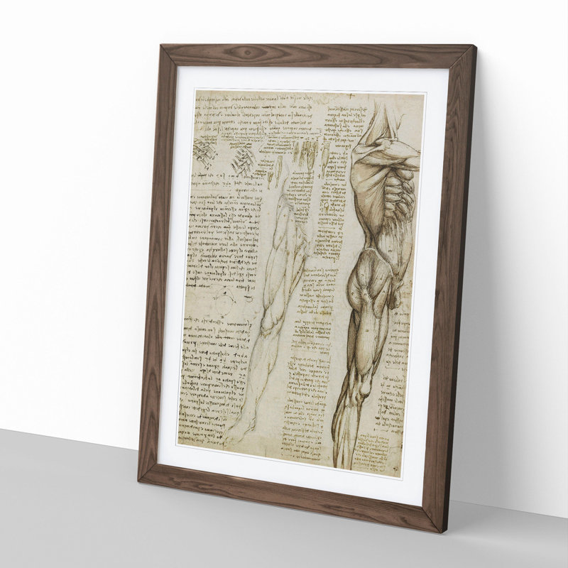 Human Anatomy Vol.6 by Leonardo Da Vinci - Picture Frame Drawing on MDF, 36cm H x 27cm W x 2cm D, Walnut Framed