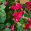 4 pi. Bougainvillée artificiel de luxe