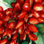 Tapisserie murale «Fruit Goji Berry»-133647941