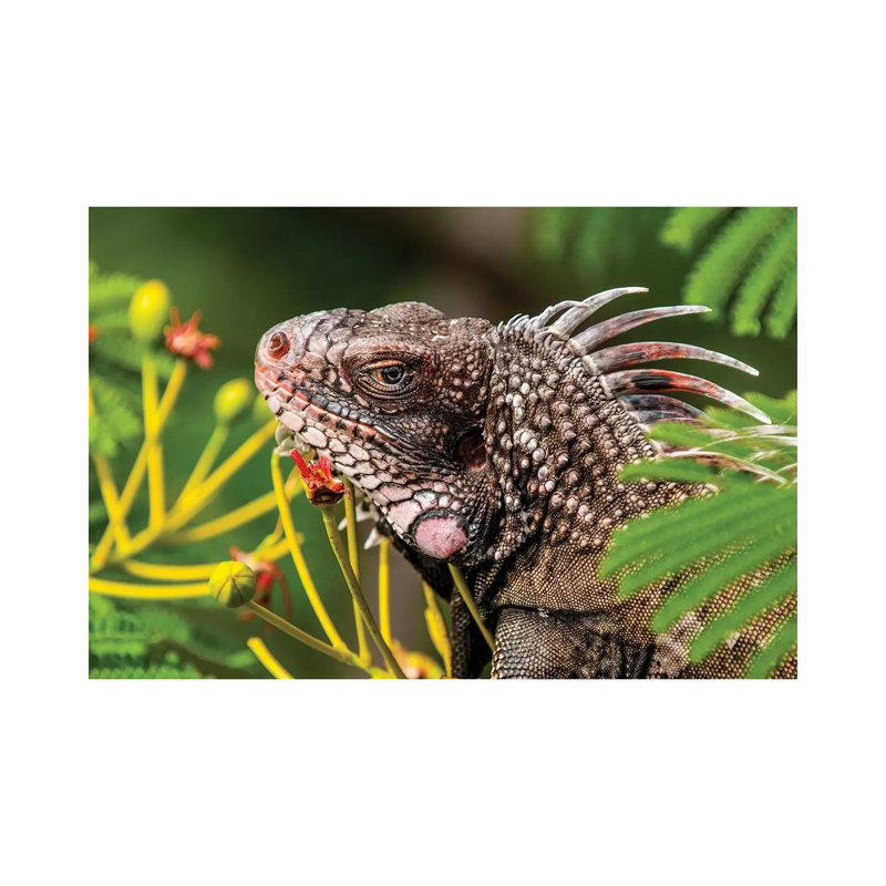 Green Iguana (Iguana Iguana), St. Thomas, Us Virgin Islands. by Michael DeFreitas - Wrapped Canvas Print