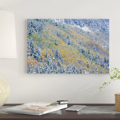 " Aspen And Spruce Trees Dusted With Snow, Rocky Mountain National Park, Colorado " by Tim Fitzharris