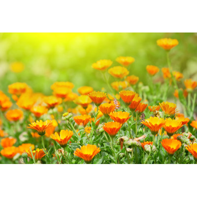 Marigold Flowers - Wrapped Canvas Print