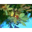 Berries And Leaves Print by Tom Kostes-65811079-65811078