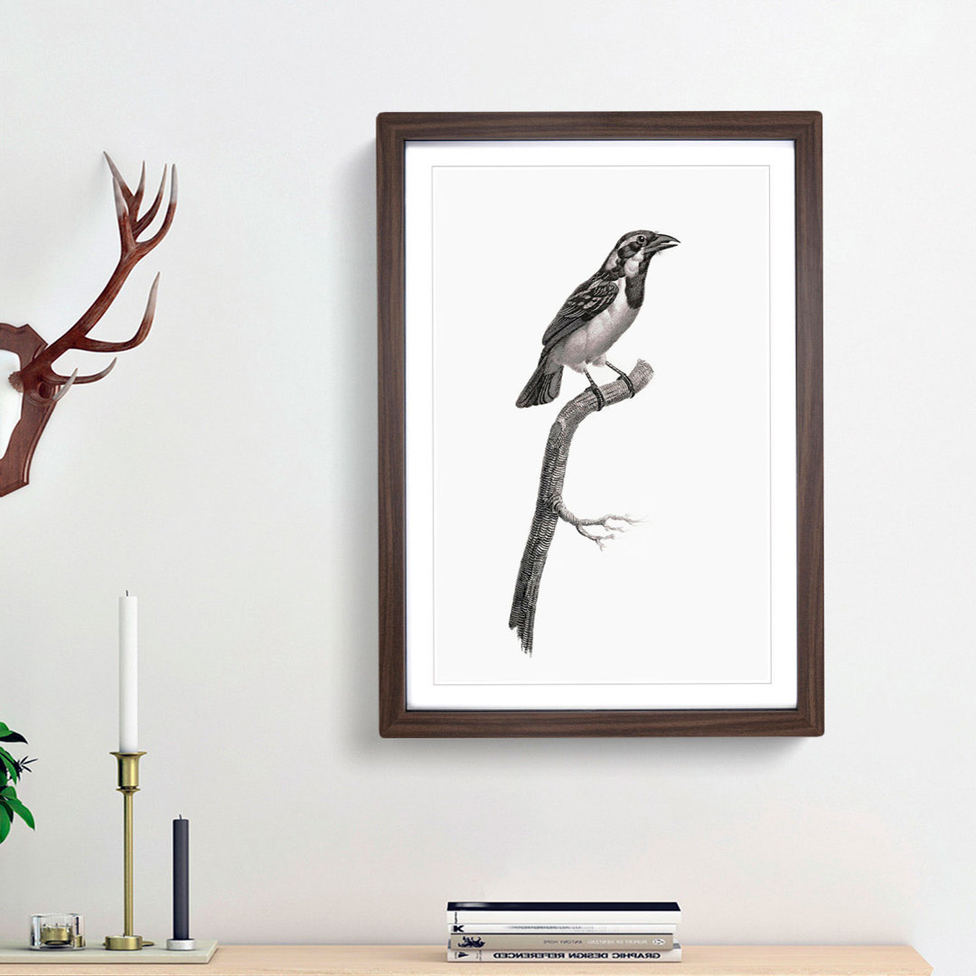 Black-Throated Sparrow Bird by Jacques Barraband - Picture Frame Painting Print