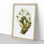 Magnolia Flowers Illustration Tab.85 by Frederick Sander - Picture Frame Art Print-55760956-55760958
