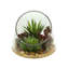 Arrangement de plantes grasses avec Sedum, Marginata et Cactus