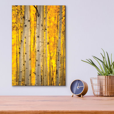 " Aspen Trees " by Jonathan Ross