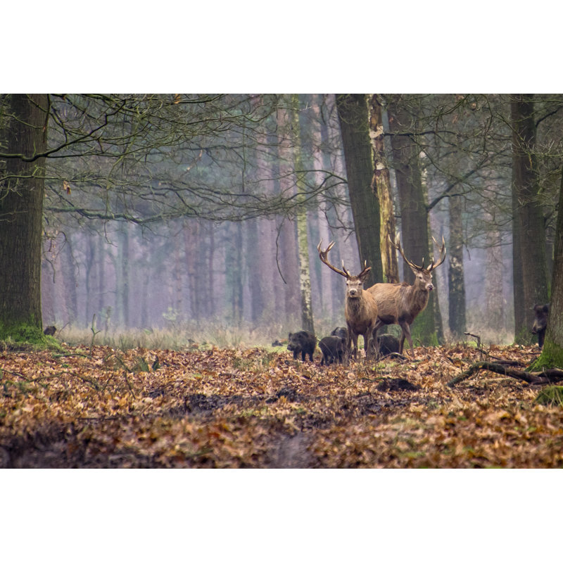 Deer And Wild Boar by Diantha Risiglione - Wrapped Canvas Print, 20cm H x 30cm W