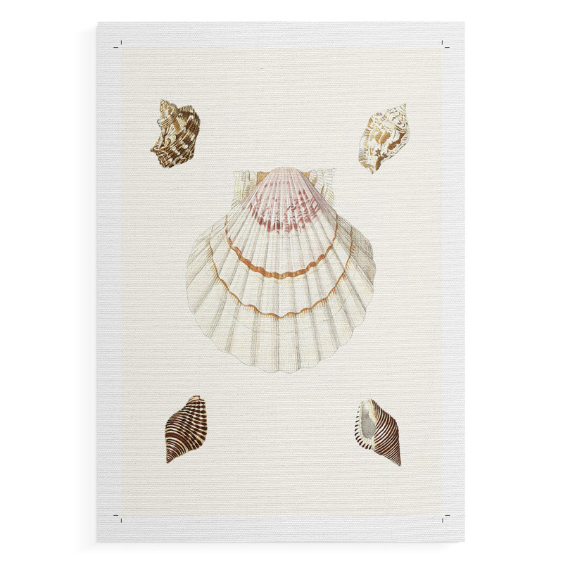 Pastel Knorr Shells IV - Impression sur toile seulement - NON CADRE, H 36 po x l 24 po