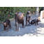 Statues de bronze grandeur nature avec ours en forme de maman et 3 petits 64 po x 26 po x H 43 po