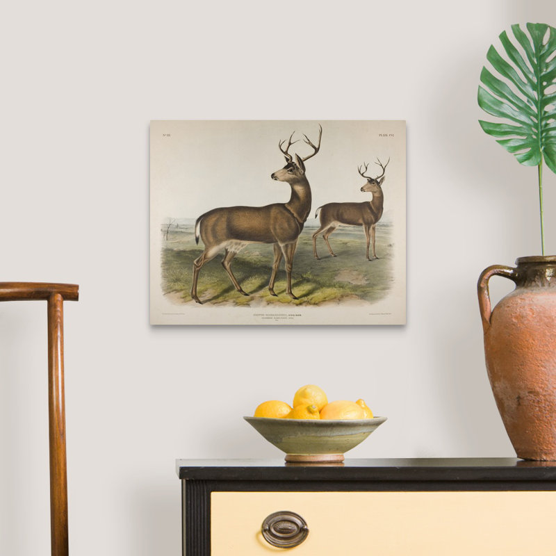 Plate 106 Cervus Richardsonii, Aud And Bach Columbian Black-Tailed Deer, 1848 by James Audubon - Print on Canvas