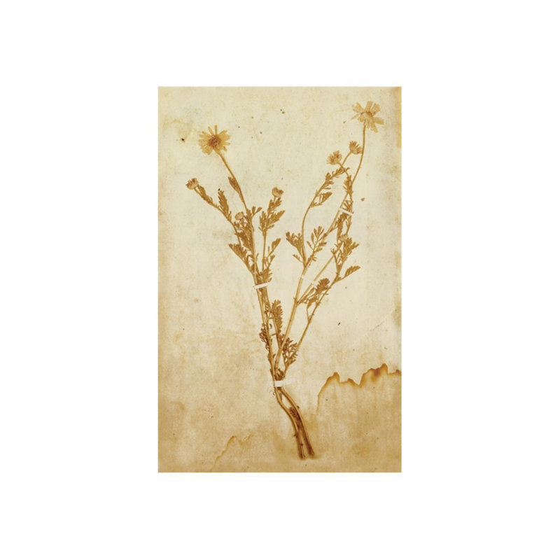 Pressed Flowers II Print by Michelle Bennett, 38" H x 24" W, Glass Coat