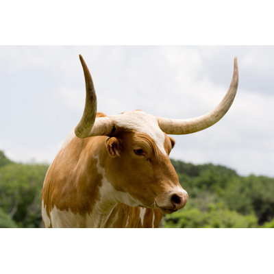 Texas Longhorn par Jbryson - photographie sur toile tendue