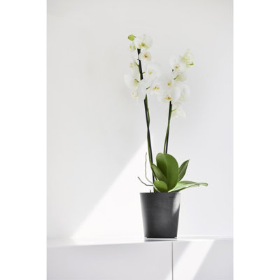 Pot Planter