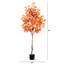 Arbre d'automne-1230477457