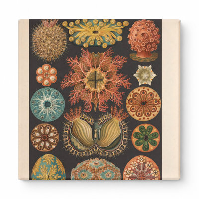 Kunstformen der Natur, Tafel 85 – Ascidiae (1904) — Square Canvas Wall Art