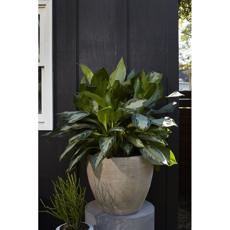Planter, 16.5" H x 19" W x 19" D