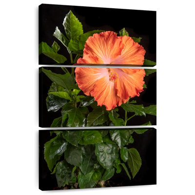Harnek Orange Flower Of Hawaiian Hibiscus