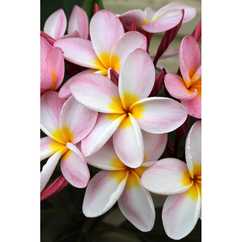 Fleur de frangipanier rose - photographie sur toile tendue, L 12 po x H 8 po