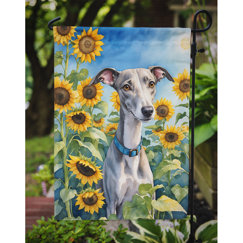 Lévrier irlandais dans le drapeau du jardin de tournesols, Lévrier Whippet