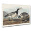 Barnacle Goose by John Audubon - Wrapped Canvas-55363301