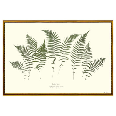 Lady Fern Garden Print by Sandy Whitaker