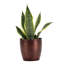 Live Laurentii Snake Plant in Classic Pot-49662185