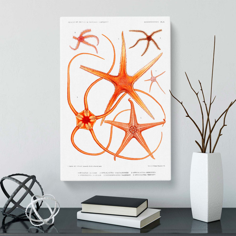 Star Fish Varieties by Albert I - Wrapped Canvas Painting Print, 76cm H x 50cm W x 3cm D