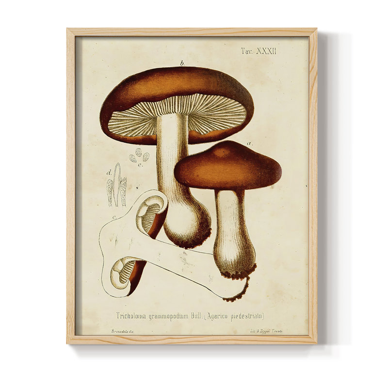 Mushroom Varieties VI Framed Print - Solid Wood