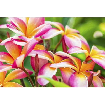 Plumeria - photographie sur toile tendue