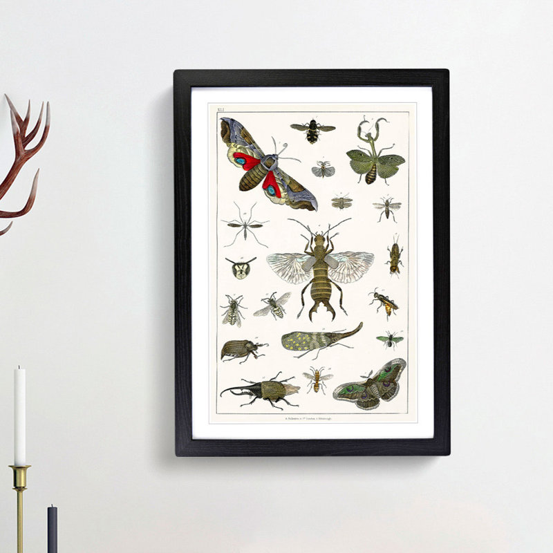 Various Insects by Oliver Goldsmith - Picture Frame Painting Print, 65cm H x 48cm W x 2cm D, Black Framed