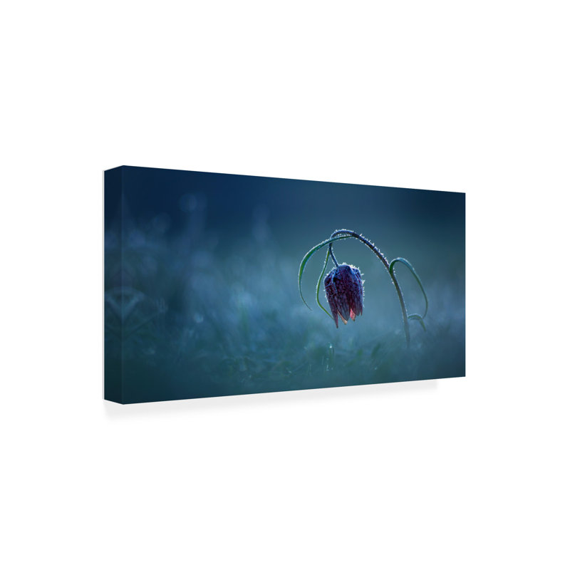 Bolog Peter Bognar Frozen Moonlight Canvas Art, 24" H x 47" W