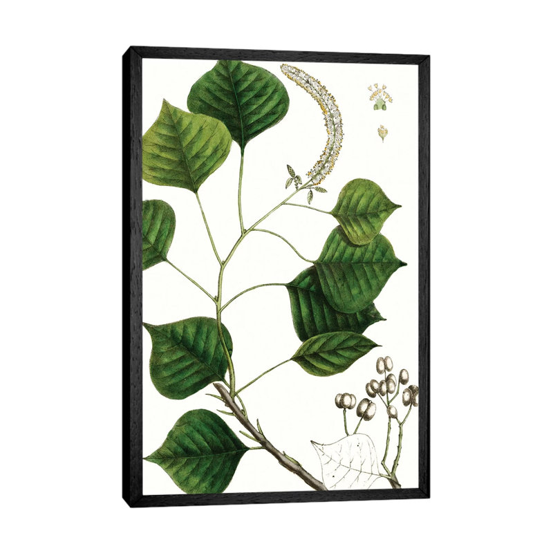 Tallow Tree by Thomas Nuttall - Floater Frame Gallery-Wrapped Canvas Giclée on Canvas, 66.04 cm H x 45.72 cm W, Black Framed