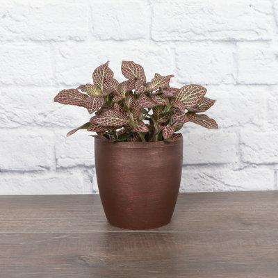 Live Pink Fittonia Nerve Plant in Classic Pot