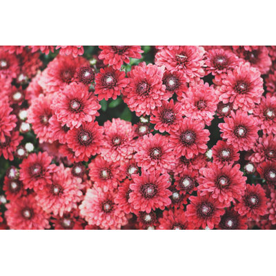 Fleurs d'automne I
