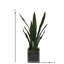 Plantes de table